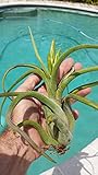 Mad Happenings Bromeliad Tillandsia Caput-Medusae Large Air Plant