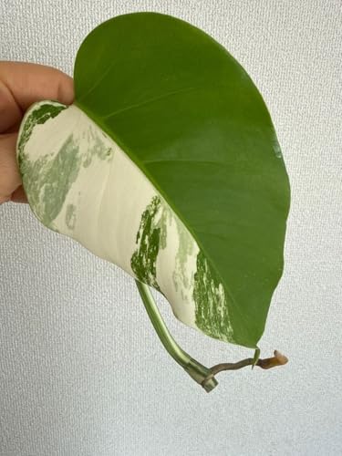 モンステラ ホワイトタイガー」の人気商品一覧 | 安い商品を通販サイト