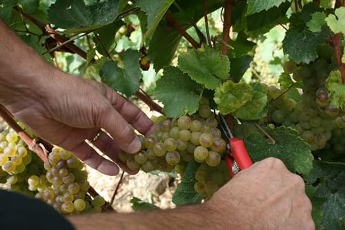 Joseph Drouhin Chablis Chardonnay Burgund Wein trocken (1 x 0.75 l)