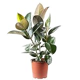 Gummibaum - echte Zimmerpflanze, Ficus elastica 'Robusta' - Höhe ca. 70 cm, Topf-Ø 21 cm
