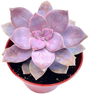 Live Succulent 4" Graptopetalum Superbum, Succulents Plants Live, Succulent Plants Fully Rooted, Hanging House Plant for Home Office Decoration, DIY Projects, Party Favor Gift by The Succulent Cult…