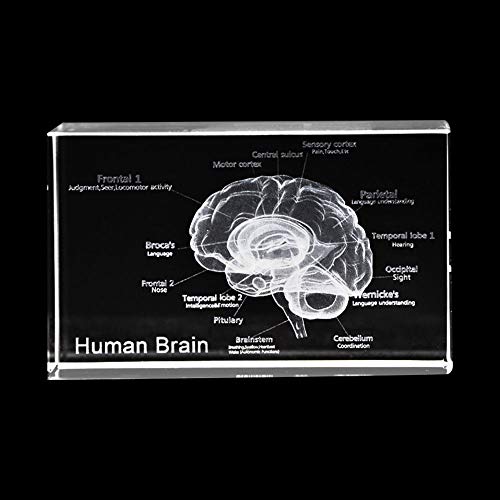 Best Brain Models Top Picks For Studying Brain Function