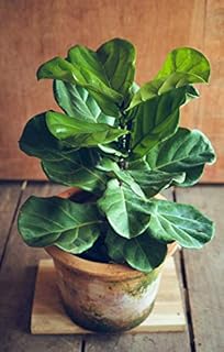 Fiddle Leaf Fig Tree Fertilizer | Ficus Plant Food | Improves Leaves and Branches | Potted Indoor Trees and House Plants Treatment by Aquatic Arts