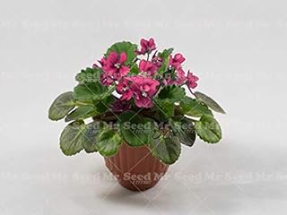 100Pcs Rare Mini Violet Seeds Garden Plants Violet Flowers Perennial Herb Matthiola Incana Seed Bonsai Flower Seeds