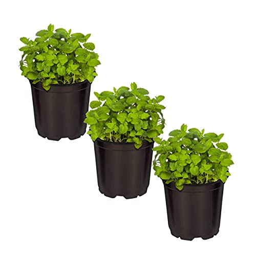 Menta Hierbabuena Pack de 3 Plantas Naturales Refrescantes para Infusión