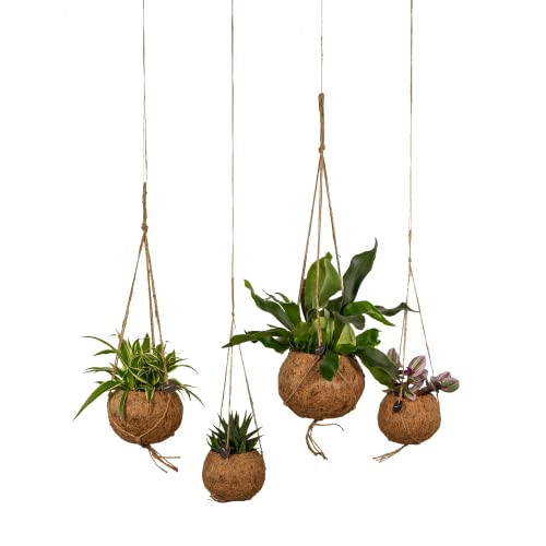 Hello Plants - Chloropythum + Platycerium + Tradescantia + Succulent - Kokodama 4er-Set - 40cm hoch, 17Ø - Einfache Zimmerpflanzen - Tropische Pflanzen - Luftreinigende pflanze - Frisch aus Cover