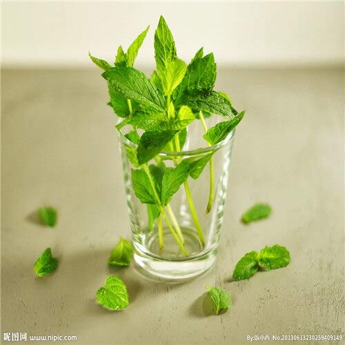 Sump Fresh 100pcs semillas de menta para plantar verde 6