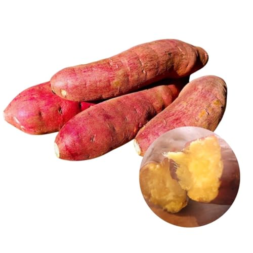 X[p[XEB[gng͂邩 tY ܂ŃXC[cIx30x́wx̂Ղl܂Tc}C FmȂ{̐H (4.5kg)