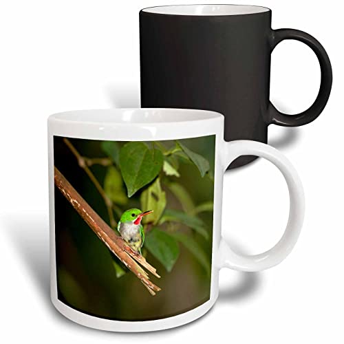 3dRose Puerto Rican Tody, Bird, El Yunque NF 11oz Magic Transforming Mug