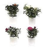 ✅ COMPOSICIÓN SUJETA A DISPONIBILIDAD: los colores se elegirán aleatoriamente entre los más floridos de cada semana.