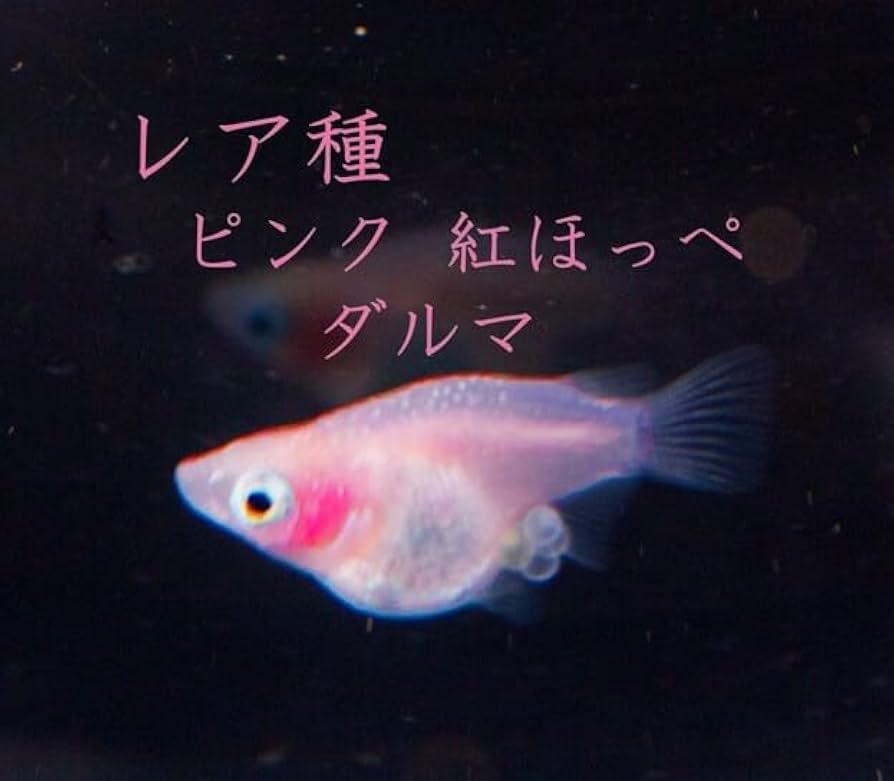 Amazon.co.jp: レア種 ピンク紅ほっぺ ダルマ メダカの有精卵10個＋α
