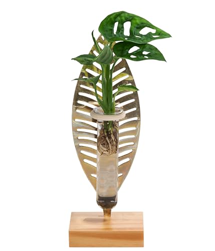 Dehner Waterplant Fensterblatt Verona, Monstera adansonii, Wasserpflanze im Reagenzglas, Ø 3 cm, Höhe 25 cm, Zimmerpflanze