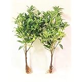 （クール便配送）２本セット（一対） しきみ 根付き 【生花】【切り花】おしきみ おしきび シキミ シキビ 樒 お供え お悔やみ 仏壇 枝物 彼岸 墓花 墓参り 仏前草 香木 切花 盆 (クール便配送)
