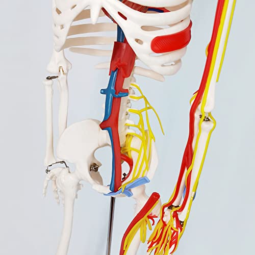 Image of EVOTECH SCIENTIFIC Mini Human Skeleton Model for Anatomy, 33.5'' 1 /2 Life Size Human Skeleton Model with Nerves Veins Arteries Heart Removable Arms Legs and Stand for Medical Anatomical Study Display