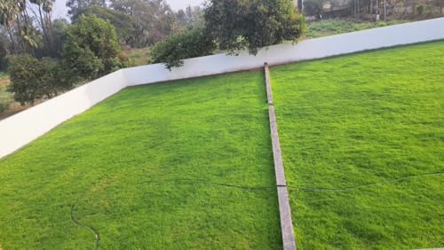 Image of Imported Bermuda Grass Seeds, American Variety, Fast Germination, Heat Resistant, Low Maintenance, Green Turf (400gms)
