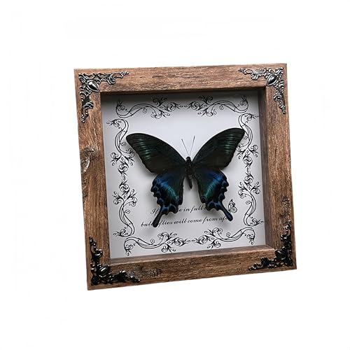 Real Butterfly Framed Handmade, Taxiderm…