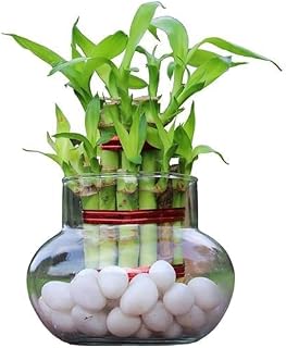Flora solutions 2 layer lucky bamboo in Glass Pot | For Living Room or Office table | indoor plants for good luck and air Price In India