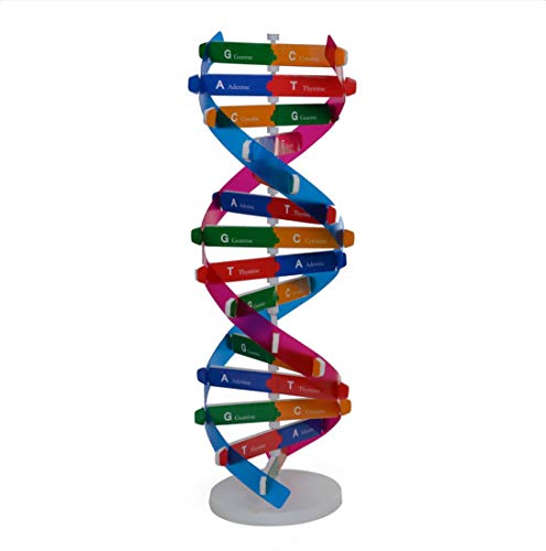 DNAモデルヒト遺伝子、DNAモデル生物教材機器教育教育援助生物DNA構造モデルの小道具遺伝子