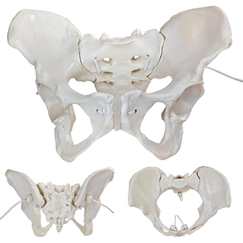 Image of Life-Size Female Pelvic Anatomy Model with Elastic Bands - Flexible Female Pelvis Model On Elastic for Medical Education, Obstetrics, and Patient Communication
