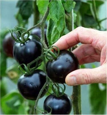 Buy4seeds 40 Seeds Oraganic Tomato Black Cherry for Planting Garden Useful Tomato Seeds Easy for Grow Garden