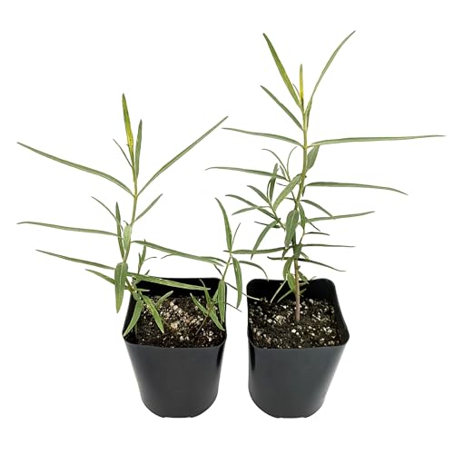 Easy to Grow Asclepias Narrowleaf Milkweed - 2 Potted Plants in Grower Pots, Native Monarch Butterfly Host, Flowers Summer to Fall, Full Sun