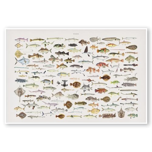 Illustrated Canvas Poster - Marine & Freshwater Fish Wall Art, Educational & Decorative Chart, Ideal for Home & Office, Fishing Gift (L17"xW11" Unframed)