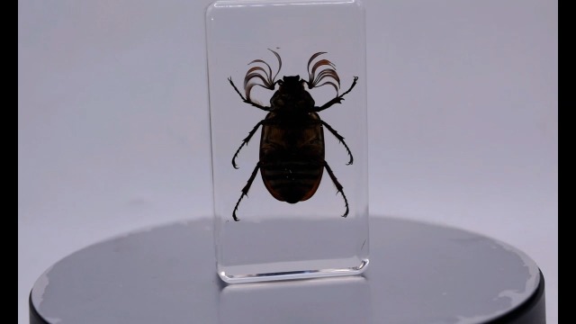 Image of 2.9 inch Real Pine Chafer Eyelash Beetle in Crystal Clear Lucite Resin Paperweight Specimen Preserved Polyphylla Fullo Insect Bug Taxidermy Crafts Collection for Biology Science Education Display Supplies