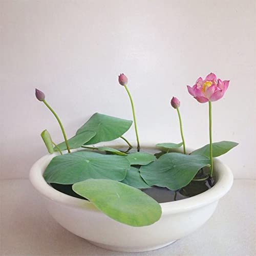 32Pcs Bonsai Lotus Flower Seeds For Planting Water Lily Plant Seeds Aquatic Plants Home Decor #TOP3