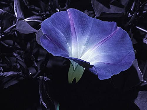 graines de fleur de lune de couleur bleue paquet de 100 graines