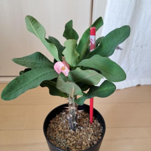 観葉植物 ハナキリン 植物」の人気商品一覧 | 安い商品を通販サイト