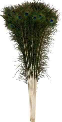 RED CRUSH Original Peacock Feather More Pankh (Green) -Set of 50 Pieces