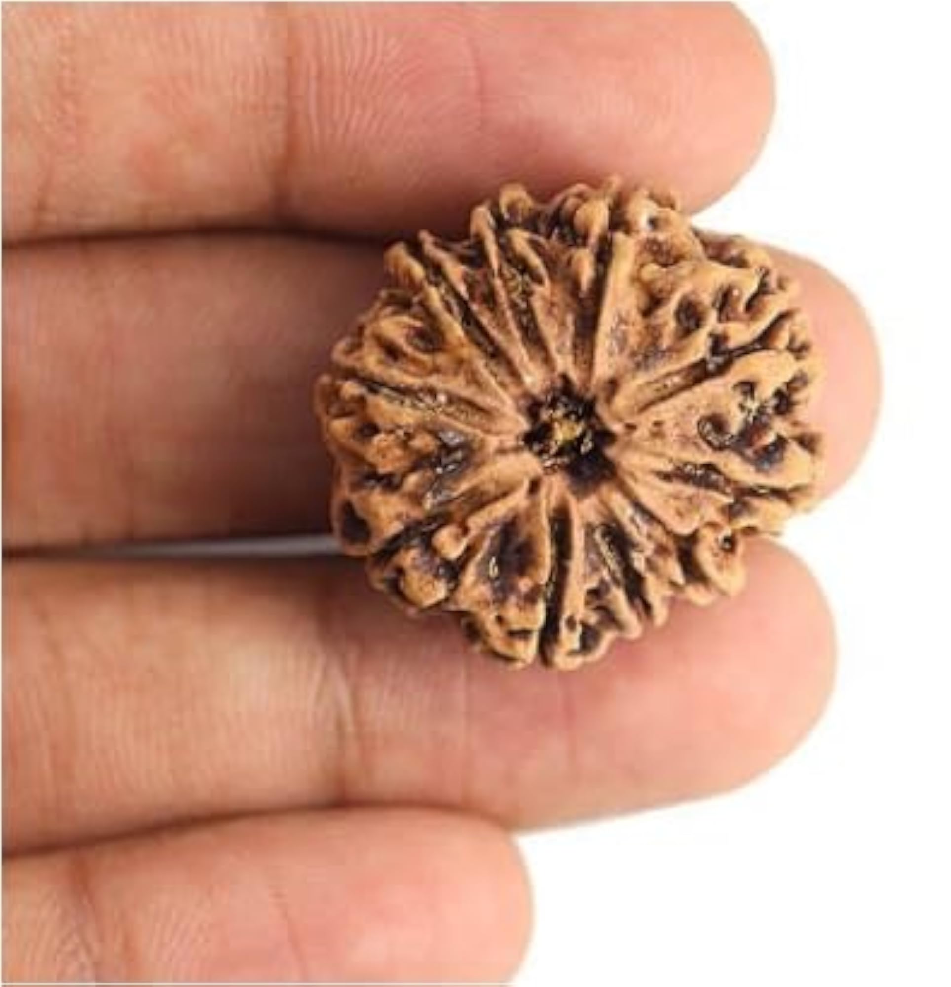 Premium 10 Mukhi Rudraksha Bead from Nepal, IGL Certified