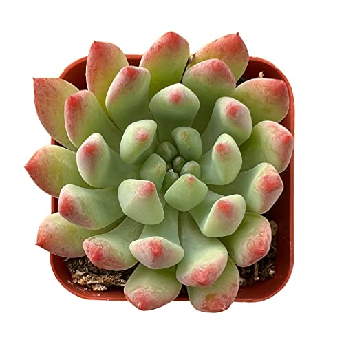 Sprout N Green Echeveria cv. Blue Apple, 1 Live Mini
