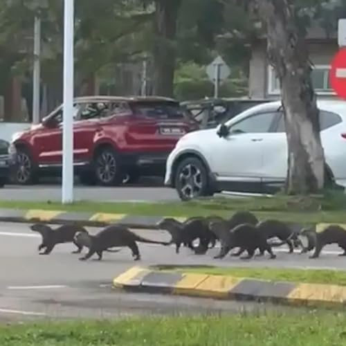 Wisdom on Getting Attack by Otters and Dogs in Asia (and other stuff) Podcast Por  arte de portada