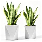 Live Snake Plant Indoor Houseplant,Sanseveria 2 Pack 10 Inch Mother in Law Tongue Sansevieria Plant Live,Easy to Maintain Indoor Succulent Houseplant