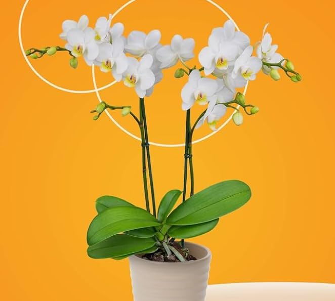 Bloom & Beyond Premium White Orchid Indoor Plant - 5 inch Blooms, Modern Pot Included, Gift Fresh Flowering Home Decor for Anniversary, Birthday, Congrats, Get Well, Thank You. California Delivery