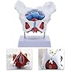 HJNFL Modellino anatomico del Ventre Femminile con Muscoli e organi, Modello Anatomico Femminil Scheletro Pelvi Modello per Pavimento Pelvico Modello