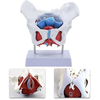 HJNFL Modellino anatomico del Ventre Femminile con Muscoli e organi, Modello Anatomico Femminil Scheletro Pelvi Modello per Pavimento Pelvico Modello