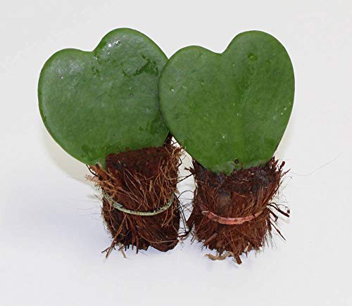Athena's Garden Modern Black Pot With Polished River Rocks And Lichen. Live Heart-Shaped Hoya Plants Square, Green #TOP1