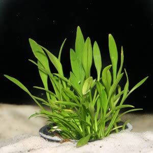 Cryptocoryne Parva - Versatile Foreground Aquatic Plant, Perfect for Beginners (Uninsulated)