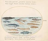 Art Print : Joris Hoefnagel, Animalia Aqvatilia et Cochiliata (Aqva): Plate XXII, c.1578, Historic Wall Décor : 14in x 11in