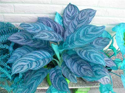 See full amazon price history chart for 70 Pcscolorful Aglaonema Seeds Pink Dud Beautiful Outdoor Mosaicflower,Purifyair Seeds Flower 70 Pcscolorful Aglaonema Seeds Pink Dud Beautiful Outdoor Mosaicflower,Purifyair Seeds Flower (B08421C2MH) Amazon Price History, Amazon Price Tracker