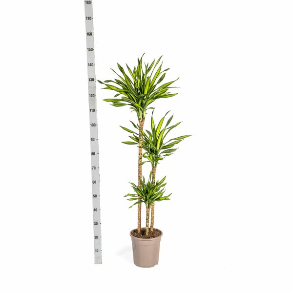 Dracaena deremensis Rikki Drachenbaum 130-150cm 24cm Zimmerpflanze pflegeleicht grüne Blattpflanze für Wohnzimmer Büro Flur moderne große Grünpflanze