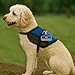 Service Dog in Training Identification Patch Tag | Clips on Service Dog Vest, Harness, Collar, Leash or Carrier | Includes FiveFederal Law Handout Cards