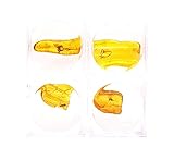 bernstein spinne brosche Es handelt sich um Originalfunde Baltischen Bernsteines mit einem Alter von ca. 40-50 Millionen Jahren.