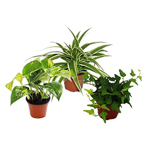 Trio de Plantas Que Filtran el Aire: Pothos (Epipremnum), Planta Araña (Chlorophytum) y Hiedra (Hedera)