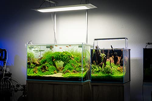Ultum Nature Systems Micranthemum Monte Carlo Tissue Culture Live Plant For Aquarium, Aquascape, Freshwater Planted Fish Tanks - 100% Snail Free In Vitro #TOP5