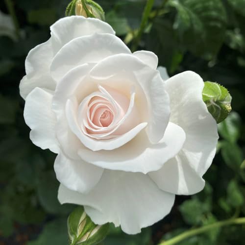 YouGarden Timothy's Rose, Floribunda Rose Plant, 4 Litre Pot, Blush White Flowers, Gift, Ready to Plant