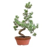 pinus pinea bonsai pflege 💧 FACILE CURA - I bonsai di pino sono tra i bonsai veri da esterno più resistenti che ci siano. Richiedono una posizione in pieno sole, annaffiature quando il terreno risulta asciutto e concimazioni da aprile a ottobre saltando i mesi di luglio ed agosto.