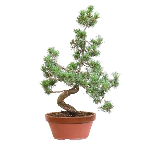 KENTIS - Bonsai Pinus Parviflora Pentaphylla Coltivato in Giappone - Pino Bianco Giapponese - Pianta Vera da Esterno - Vaso in Ceramica 22 cm